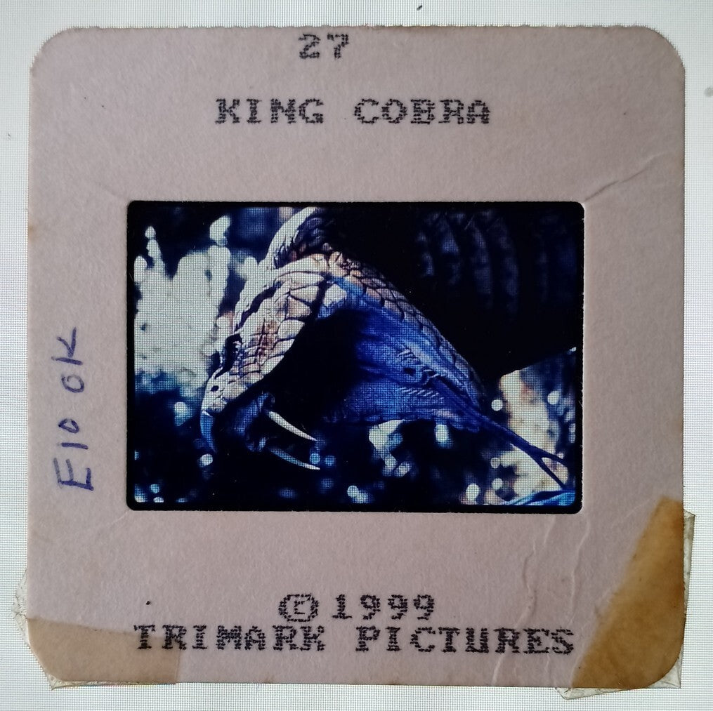 KING COBRA publicity material for India (15 slides, 9 photos, 2 negatives)