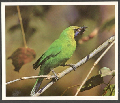 AOP India large Wildlife Art Photography postcards (8)
