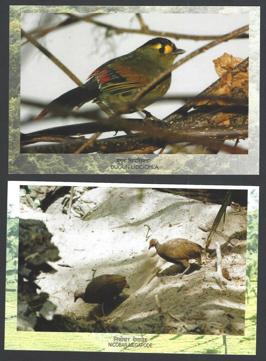 India 2012 Biodiversity set of 4 pictorial cards with MS used First Day (4)