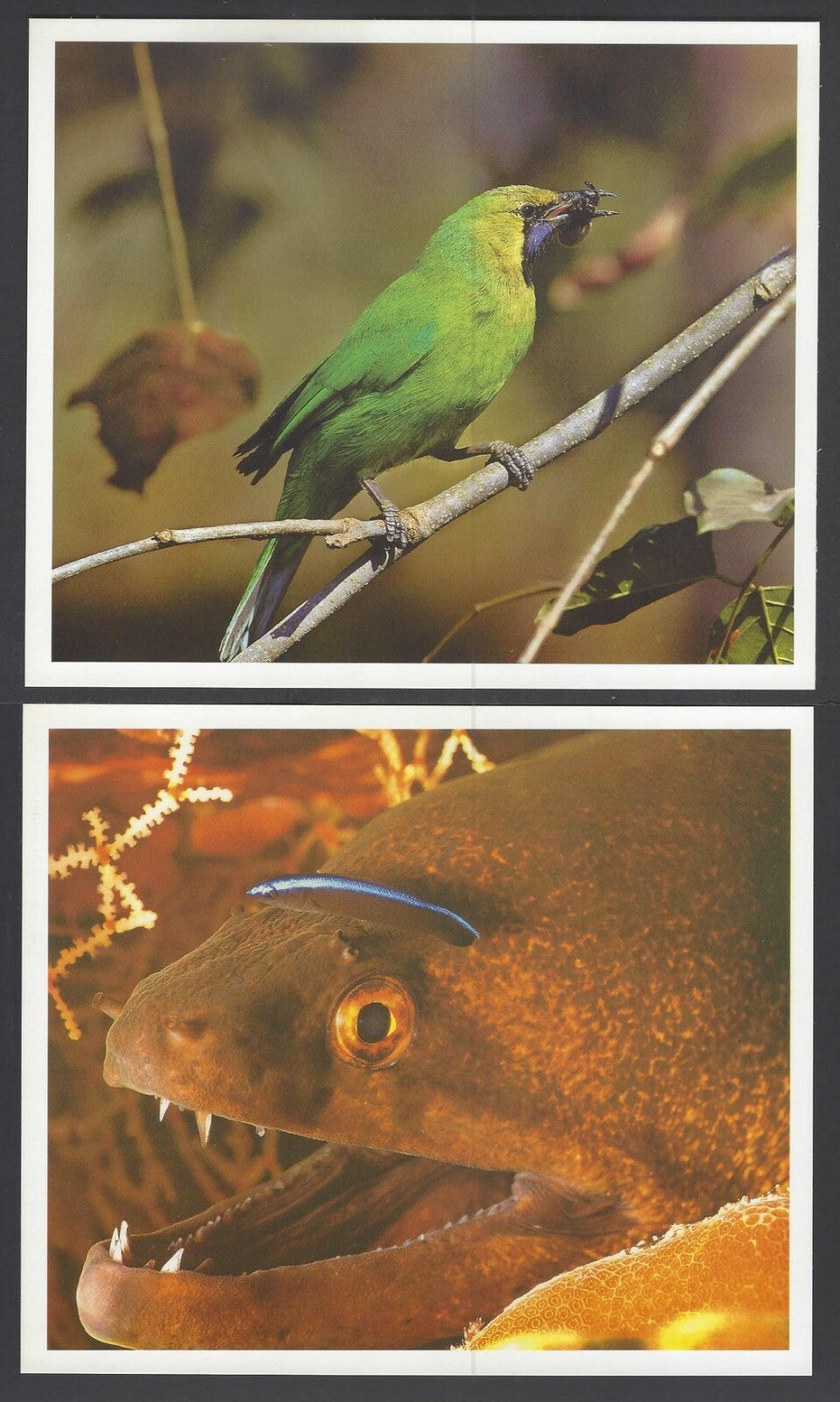 AOP India large Wildlife Art Photography postcards (8)