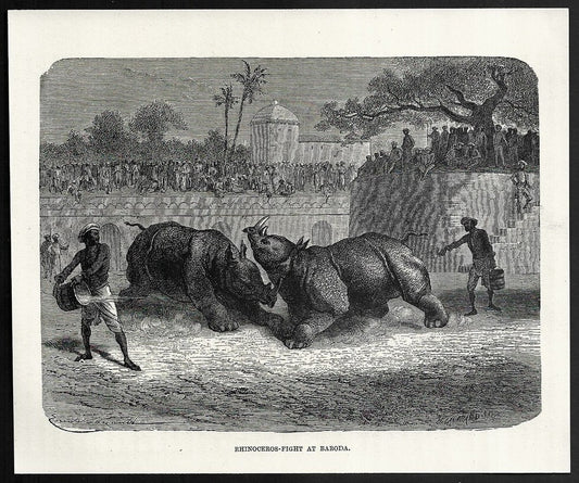 India RHINOCEROS-FIGHT AT BARODA engraved print ex libris Rousslet 1876 7"x6"