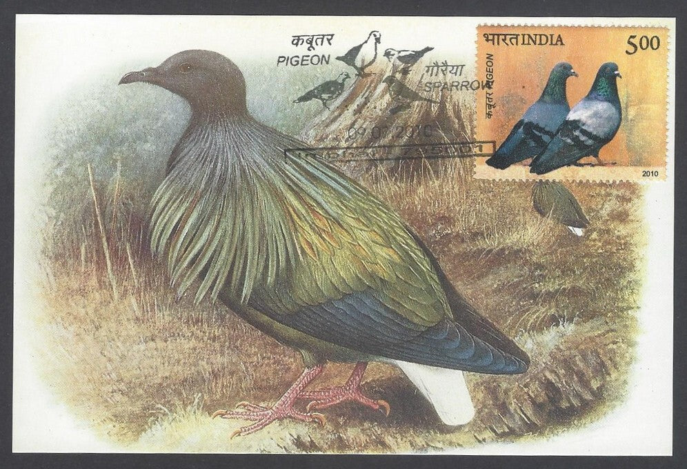 India 2008 Pigeon. The Nicobar Pigeon Maxi card