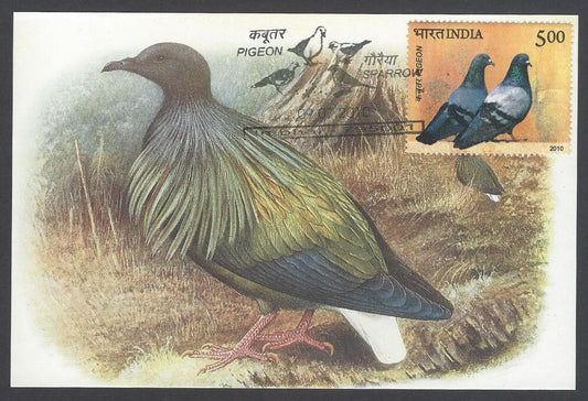 India 2008 Pigeon. The Nicobar Pigeon Maxi card