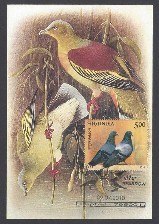 AOP India 2008 Pigeon The Ashy Headed Green Pigeon Maxi card