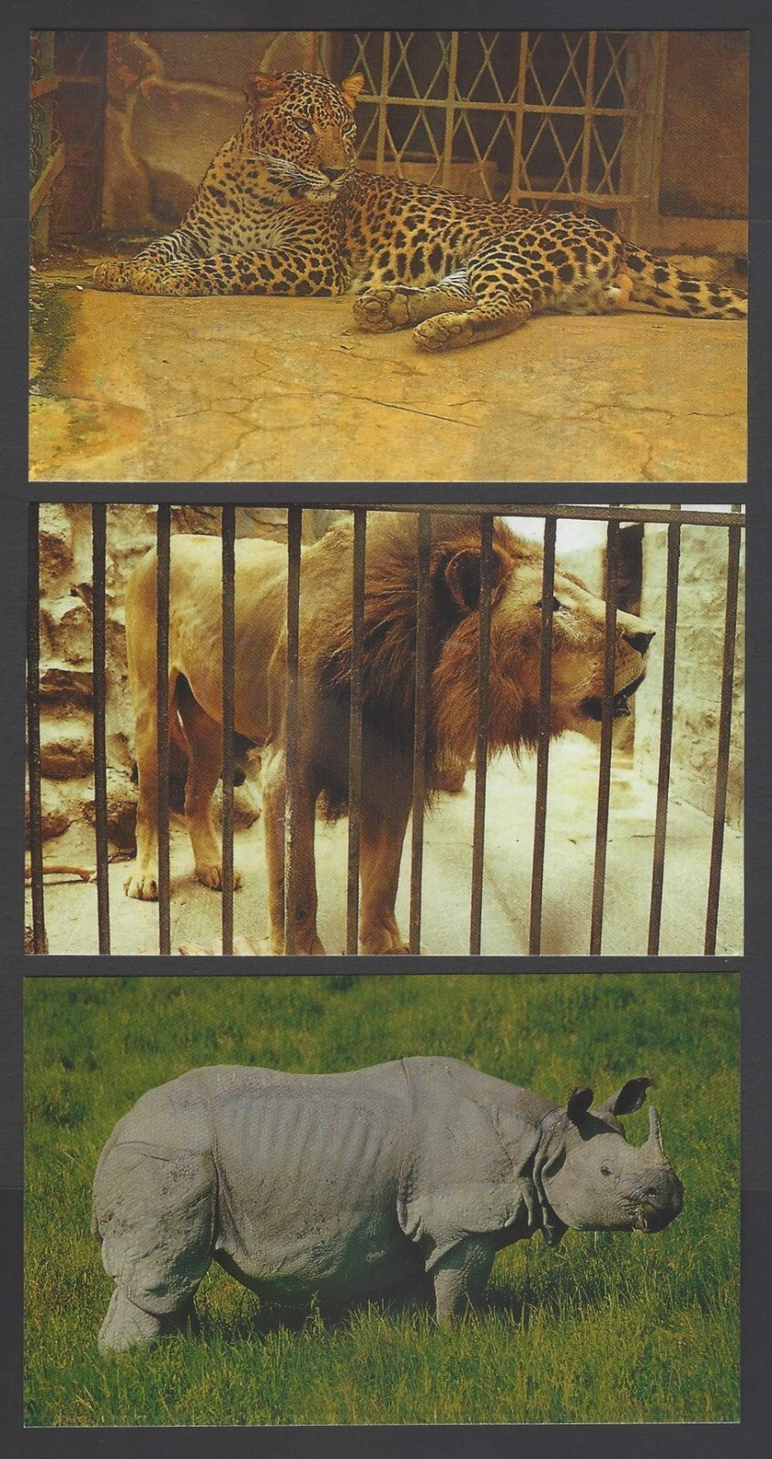 AOP India Mysore Zoo vintage postcards (10)