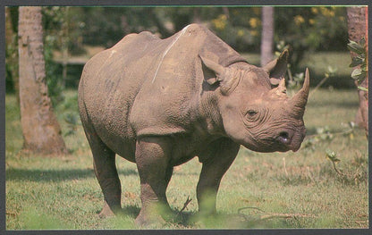 (AOP) India vintage postcards MYSORE ZOO (10)