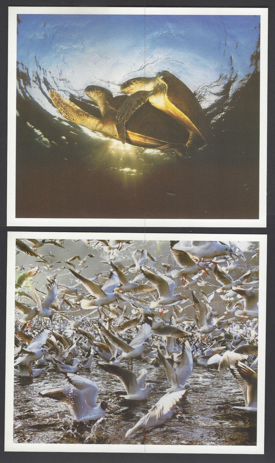 AOP India large Wildlife Art Photography postcards (8)