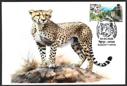 India ASIATIC CHEETAH, Baikunhapur postmark on special cover