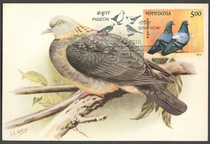 AOP India 2010 Pigeon maxi card