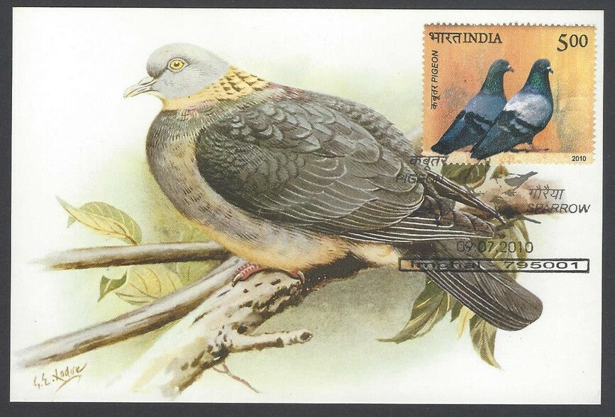 AOP India 2010 Pigeon maxi card set of 24