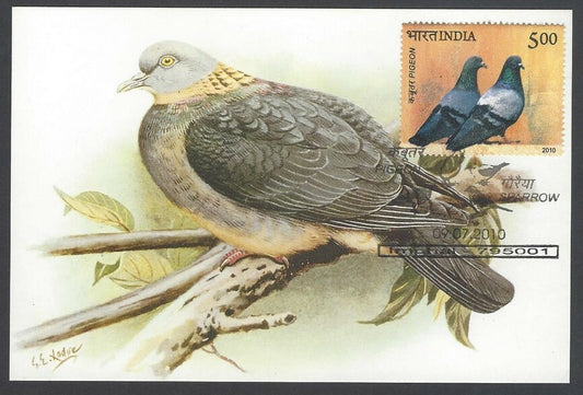 AOP India 2010 Pigeon maxi card set of 24