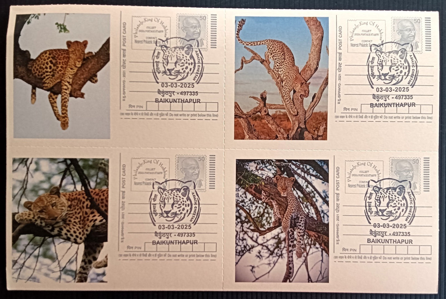 India Asiatic Cheetah group of 80 different special event postcards, Baikuntapur