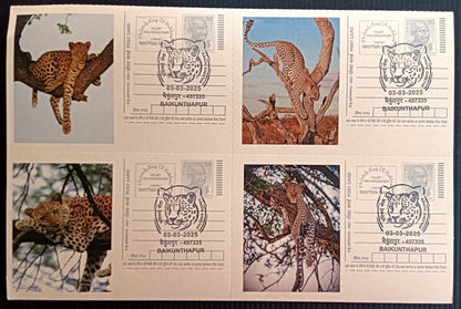 India Asiatic Cheetah group of 80 different special event postcards, Baikuntapur