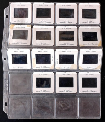 KING COBRA publicity material for India (15 slides, 9 photos, 2 negatives)