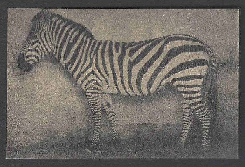AOP India vintage postcards MYSORE ZOO (6)