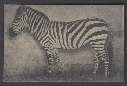 AOP India vintage postcards MYSORE ZOO (6)