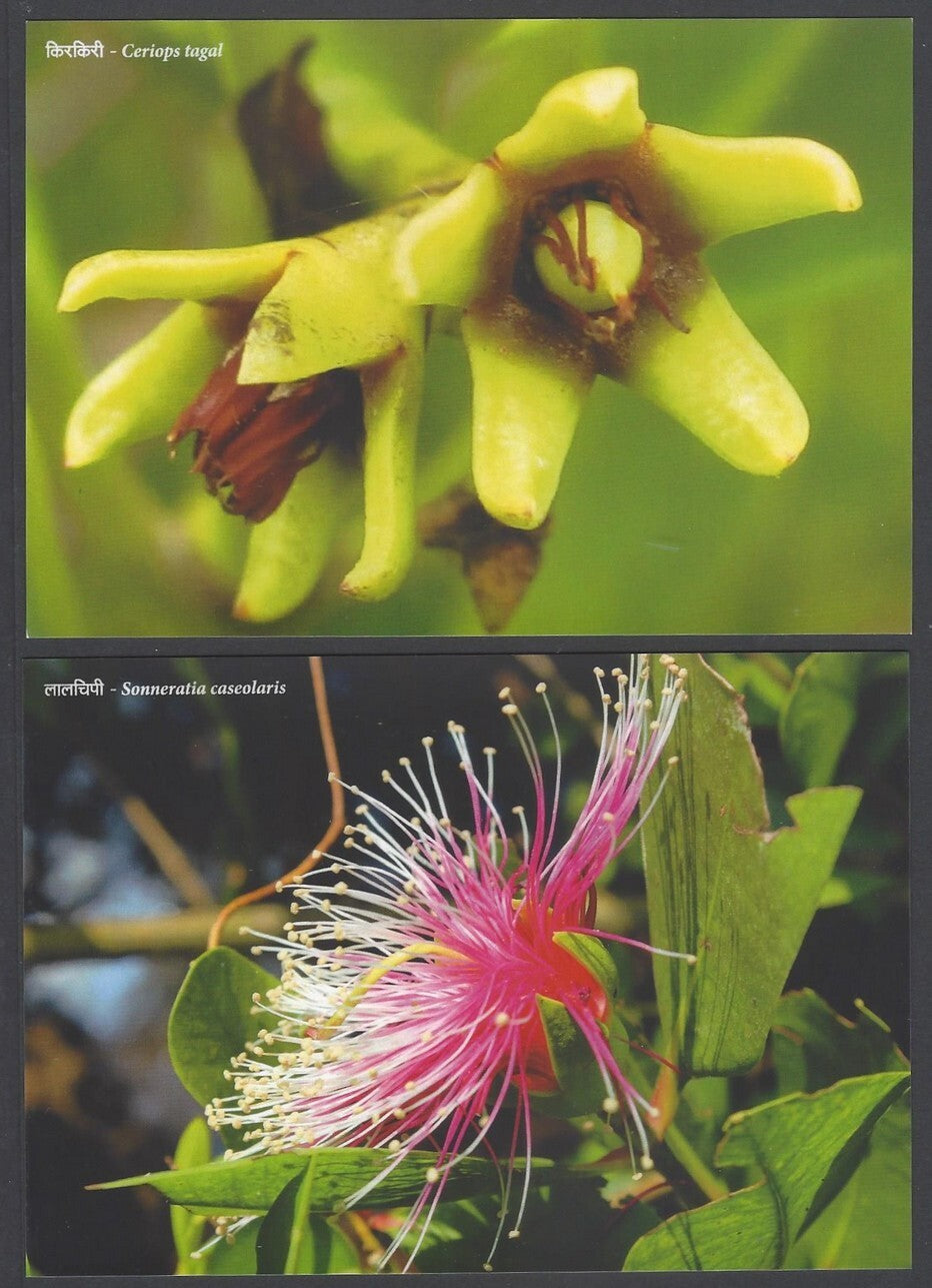 AOP India MANGROVE SPECIES OF MAHARASHTRA Postcard Pack with 10 postcards 2022