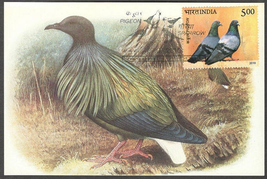 AOP India 2010 Pigeon maxi card
