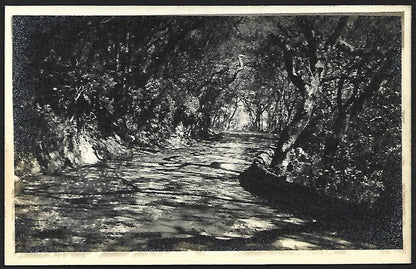 (AOP) India vintage real photo postcard TIGER PATH, MAHABLESHWAR