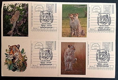 India Asiatic Cheetah group of 80 different special event postcards, Baikuntapur
