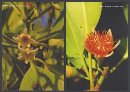 AOP India MANGROVE SPECIES OF MAHARASHTRA Postcard Pack with 10 postcards 2022