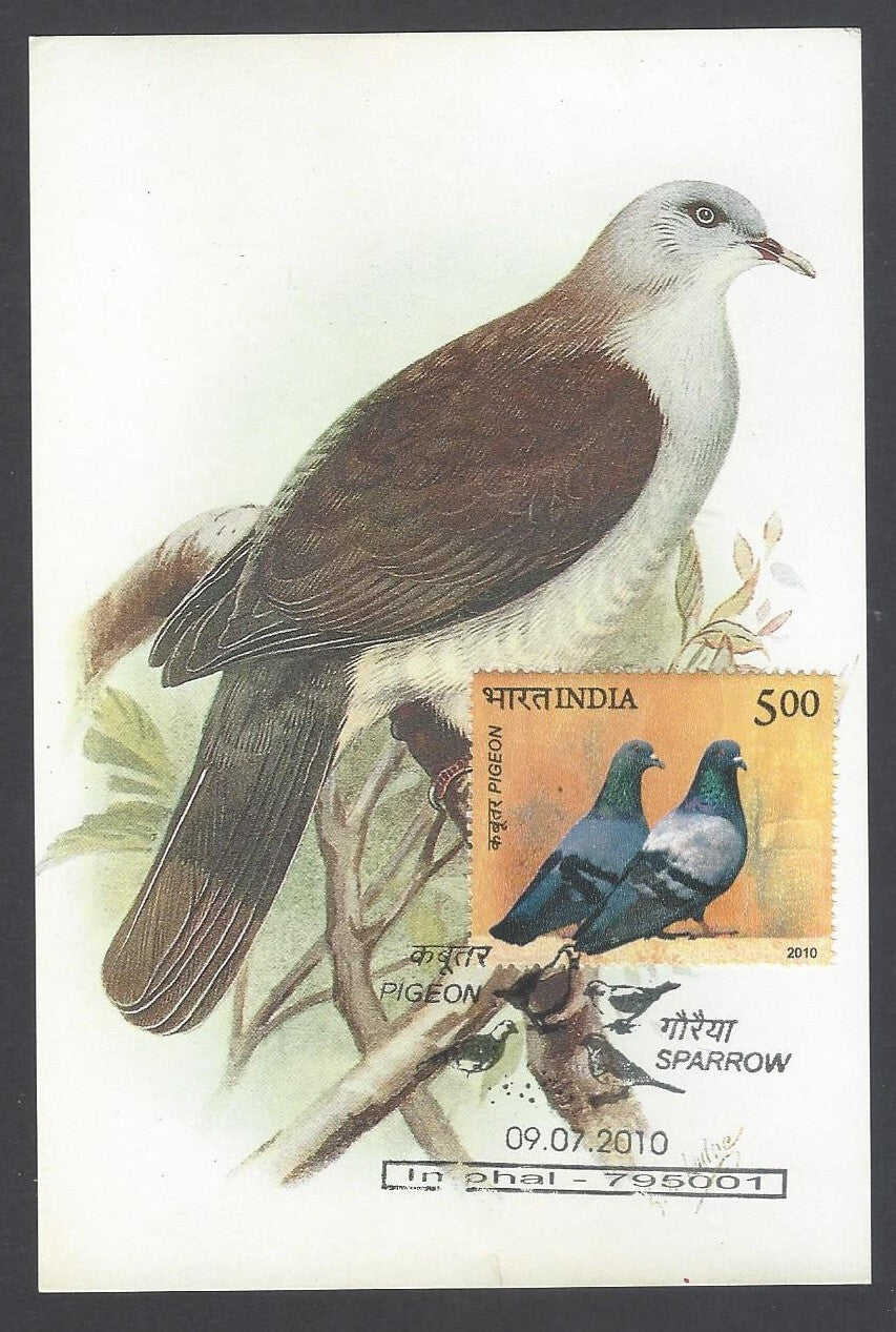 India 2008 Pigeon. The Grey - Headed Imperial Pigeon Maxi card