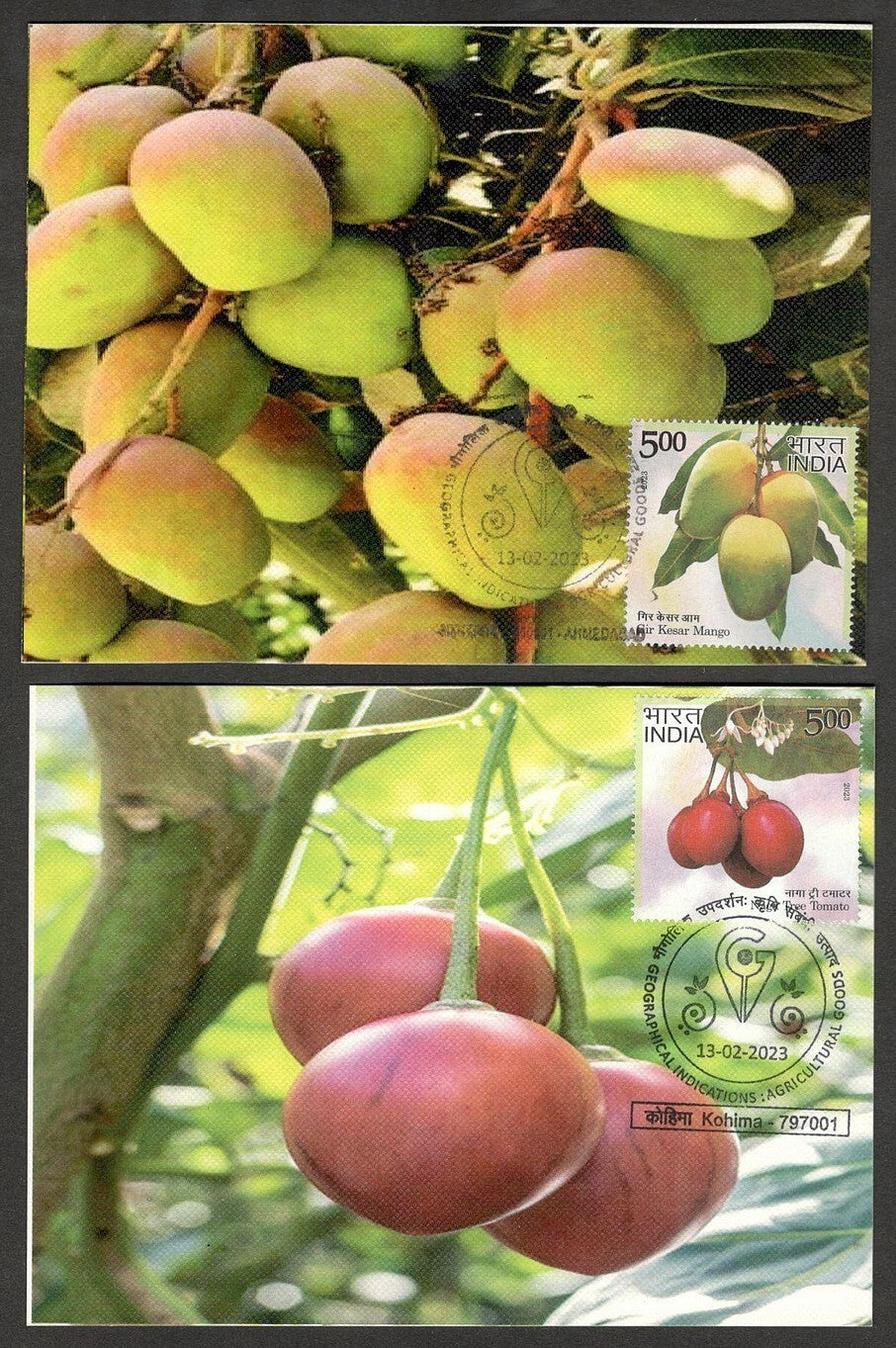 (AOP) India 2023 Indian Fruits sets of 12 maxicards