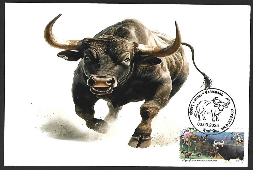 India 2025 WILD BUFFALO, GARIABAND Special covers (5)