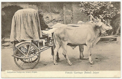 India 1910s Burkha Bullock Cart postcard Purdah transport