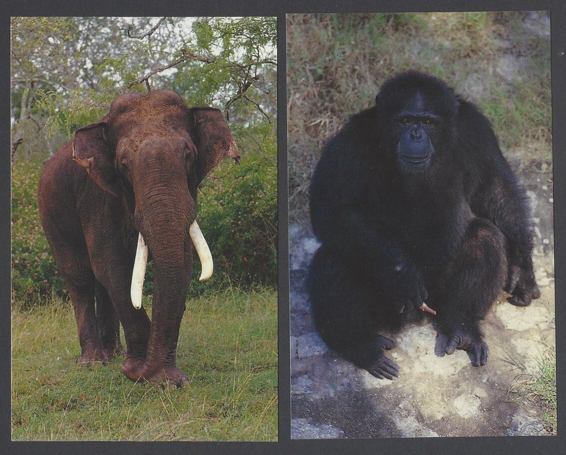 AOP India Mysore Zoo vintage postcards (10)