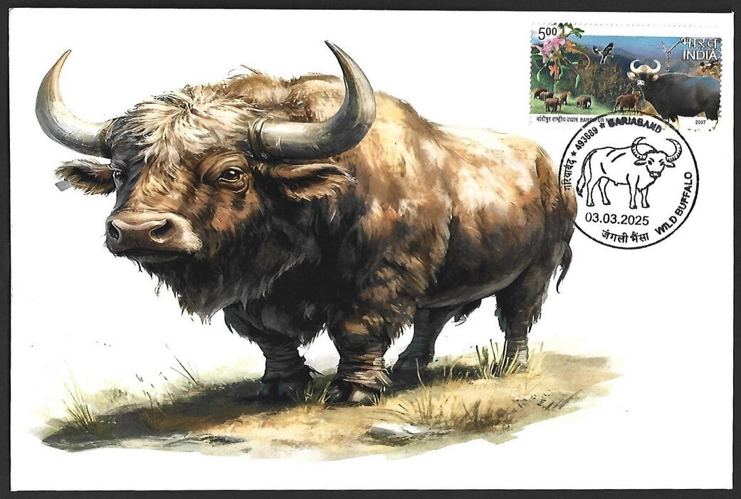 India 2025 WILD BUFFALO, GARIABAND Special covers (5)