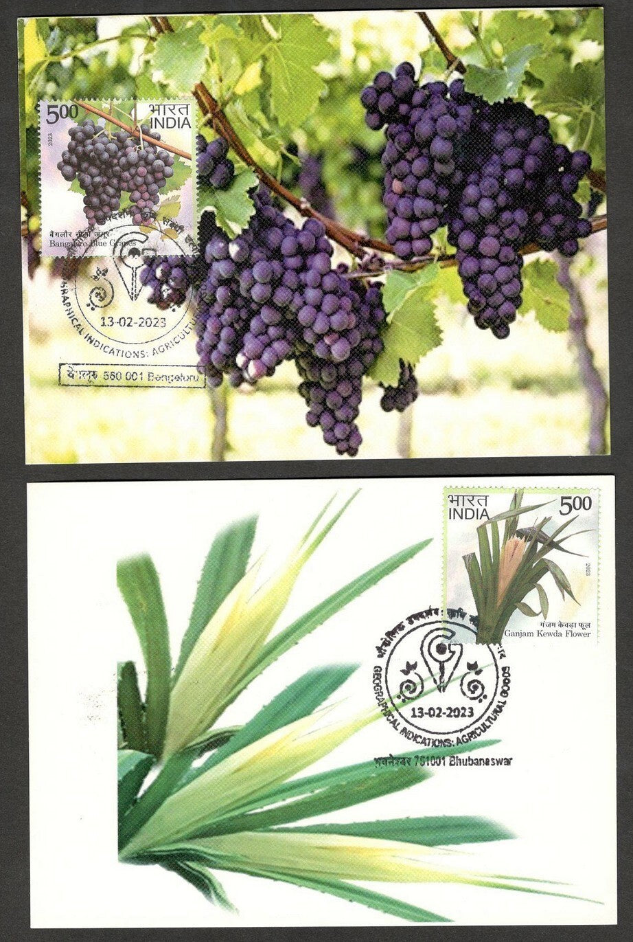 (AOP) India 2023 Indian Fruits sets of 12 maxicards