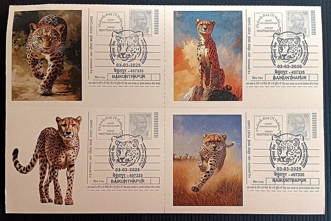 India Asiatic Cheetah group of 80 different special event postcards, Baikuntapur