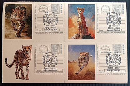 India Asiatic Cheetah group of 80 different special event postcards, Baikuntapur