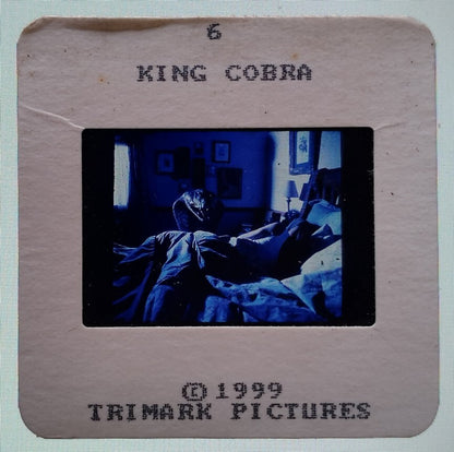 KING COBRA publicity material for India (15 slides, 9 photos, 2 negatives)