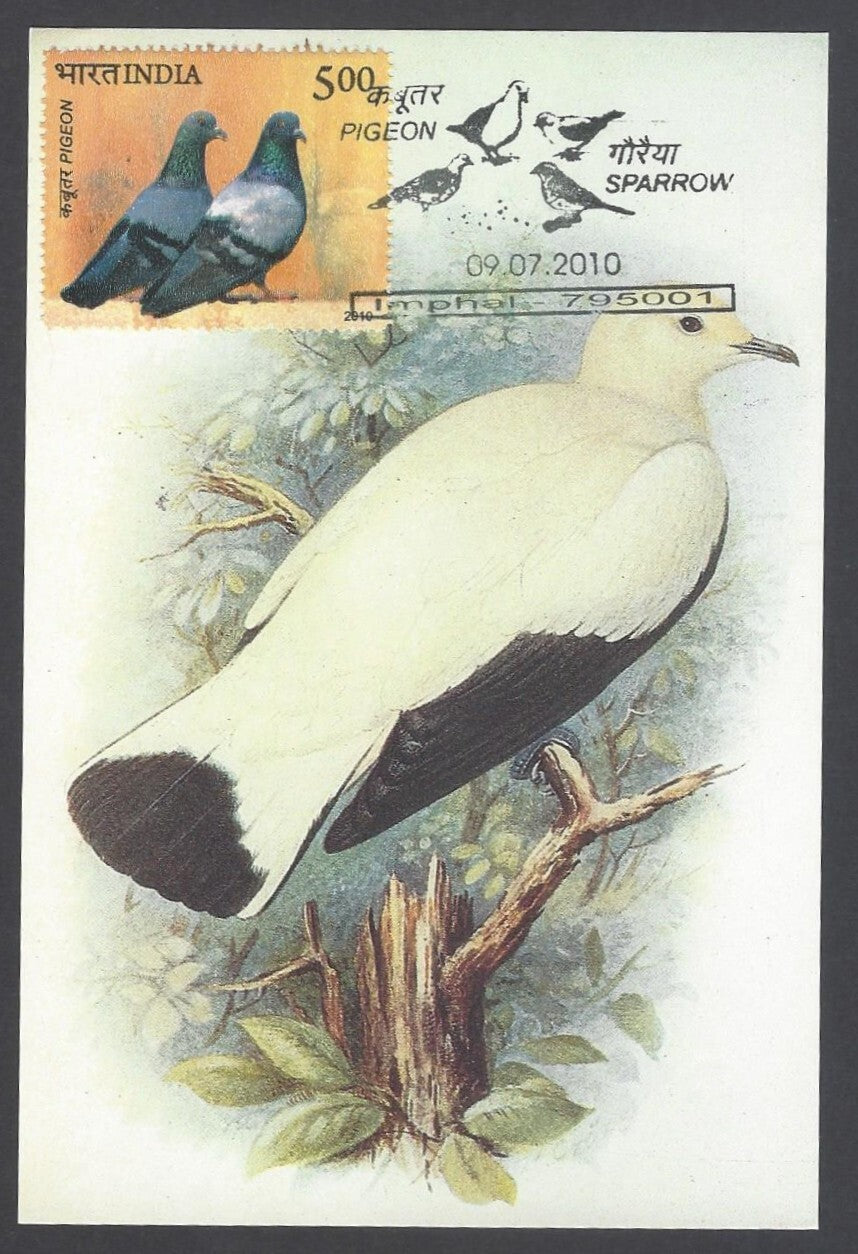 India 2008 Pigeon The Pied Imperial Pigeon Maxi card