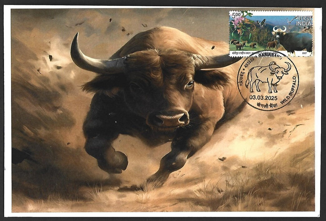 India 2025 WILD BUFFALO, GARIABAND Special covers (5)
