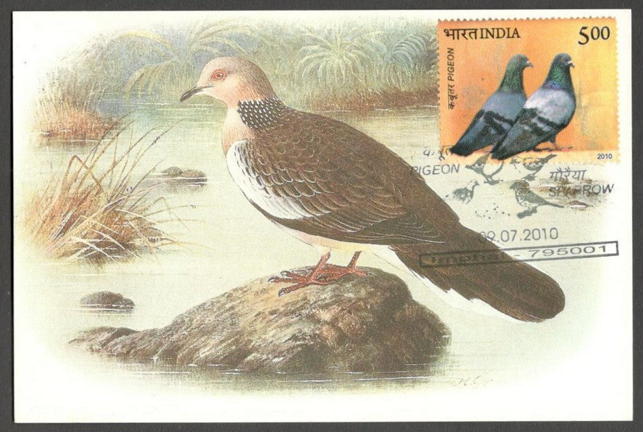 AOP India 2010 Pigeon maxi card