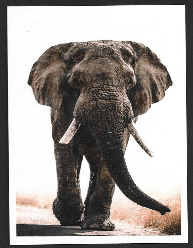 India 2023 LEMRU ELEPHANT RESERVE Special postcards (5)