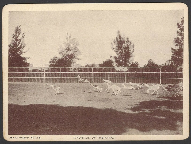 India Bhavnagar State Haran Shala (Deer Park) 1940s View Card