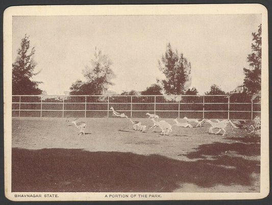 India Bhavnagar State Haran Shala (Deer Park) 1940s View Card