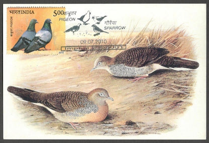 AOP India 2010 Pigeon maxi card