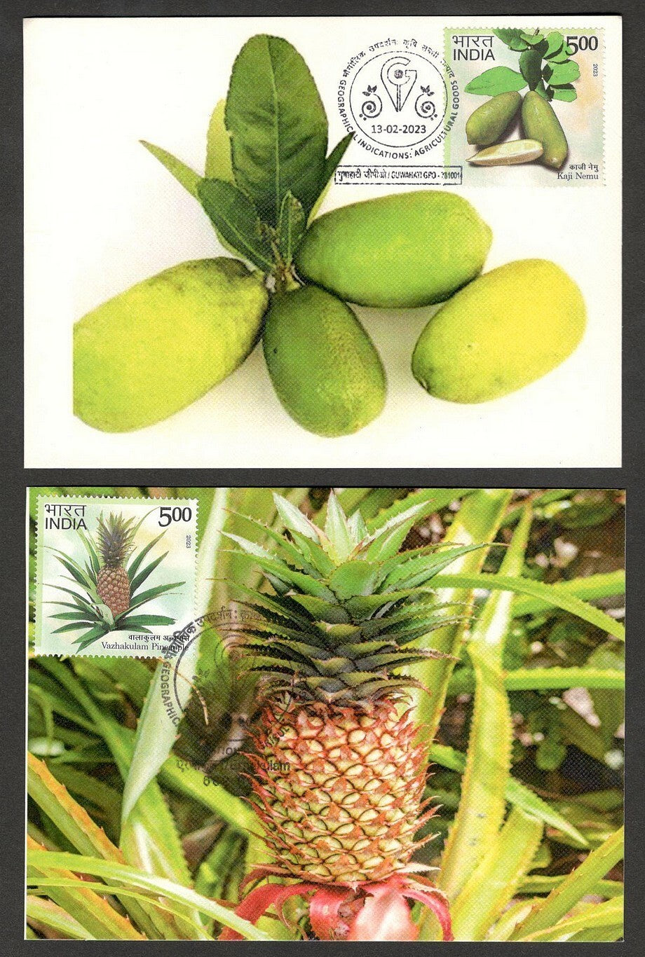 (AOP) India 2023 Indian Fruits sets of 12 maxicards