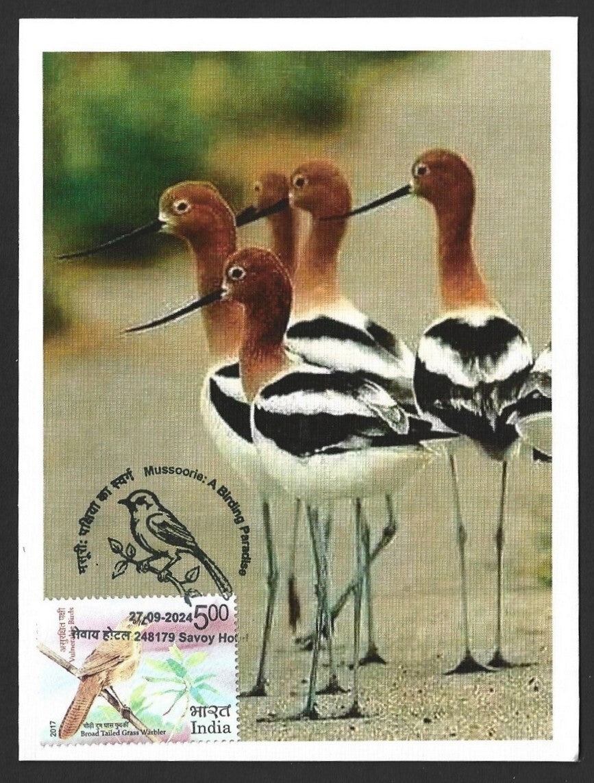 India 2024 BIRDS - AMERICAN AVOCET maximum card (not first day)
