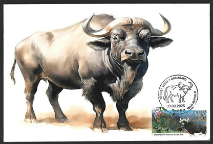 India 2025 WILD BUFFALO, GARIABAND Special covers (5)