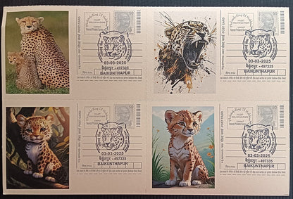 India Asiatic Cheetah group of 80 different special event postcards, Baikuntapur