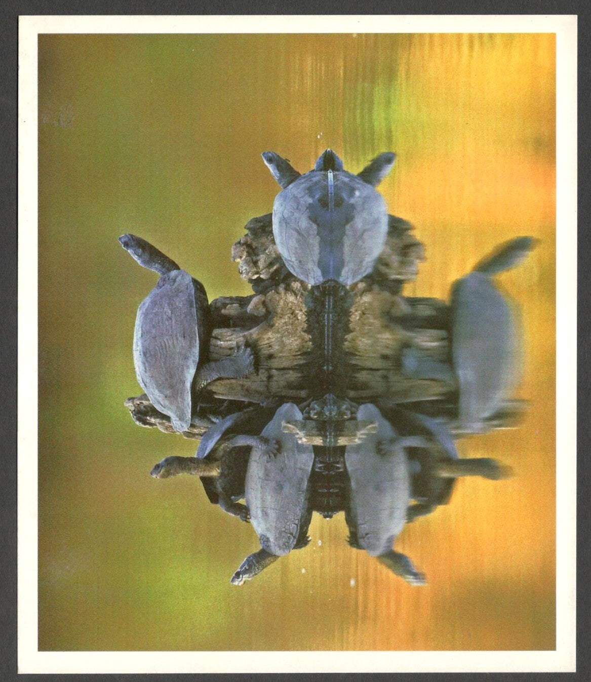 AOP India large Wildlife Art Photography postcards (8)
