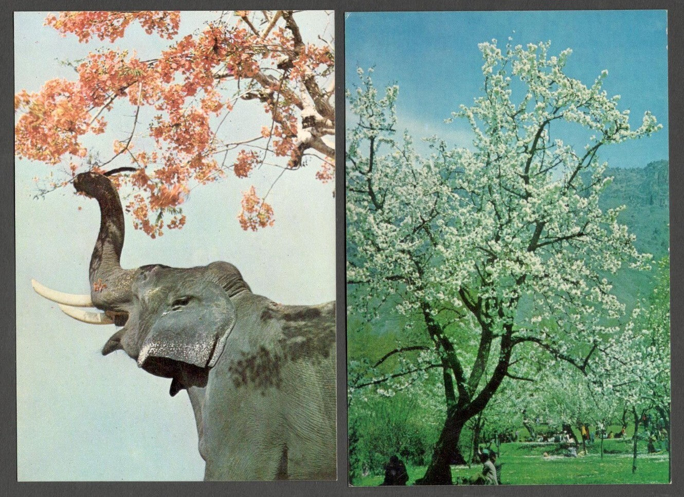 AOP India vintage postcards (11)