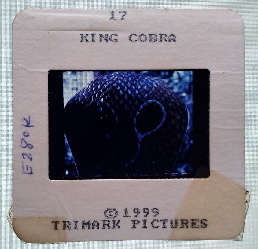 KING COBRA publicity material for India (15 slides, 9 photos, 2 negatives)