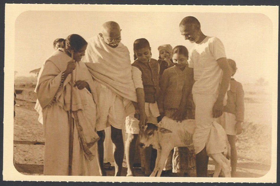 AOP India full back pictorial 50p Gandhi postal card GANDHI and a calf